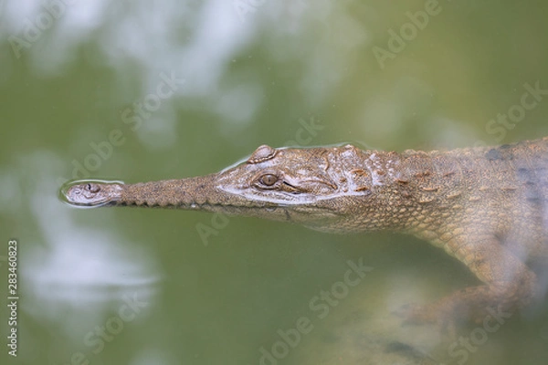 Fototapeta Crocodile