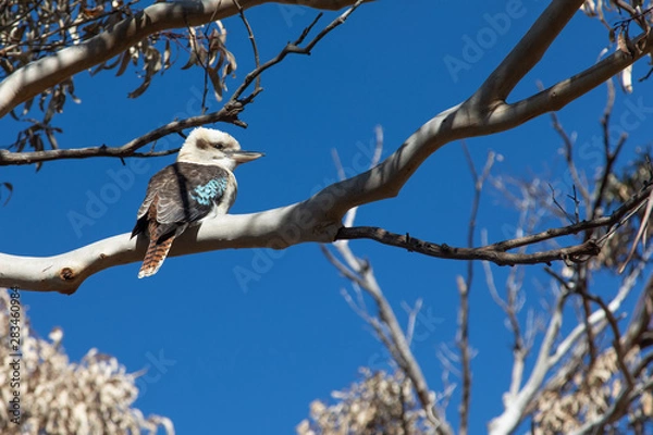 Fototapeta Kookaburra