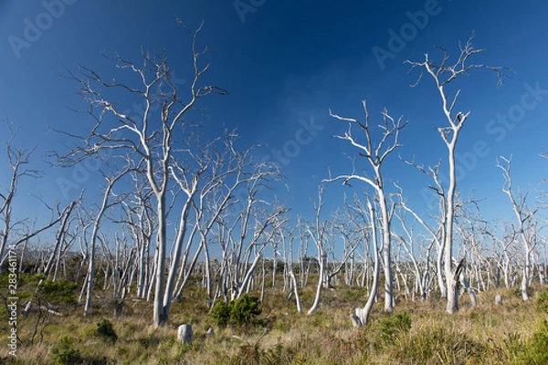 Fototapeta Koalas overeating
