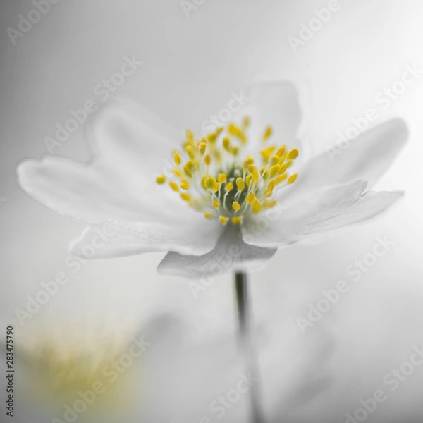 Fototapeta Weiße Blume