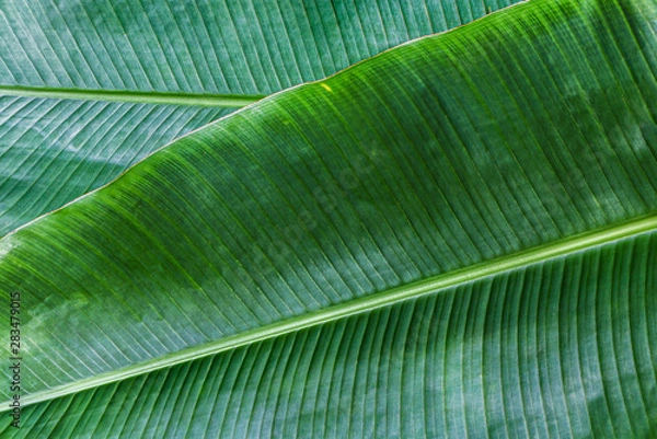 Obraz Banana leaf has very large leaves and resembles a palm. The plant is cultivated and grows well in tropical and subtropical.