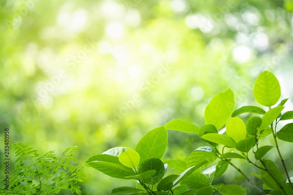 Fototapeta Green nature background.