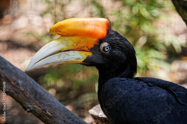 Fototapeta calao rhinoceros de java
