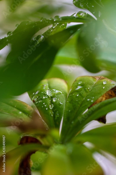 Obraz Flower Waterdrops Makro