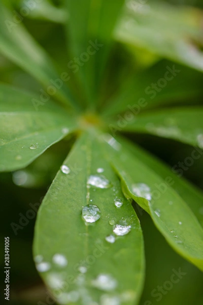 Obraz Flower Waterdrops Makro