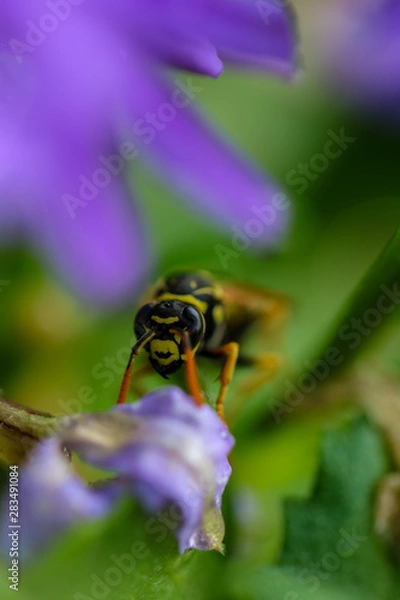 Obraz Wesp Makro Flower