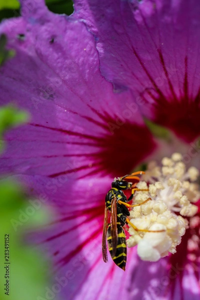 Obraz Wesp Makro Flower