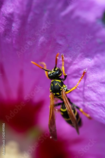 Obraz Wesp Makro Flower