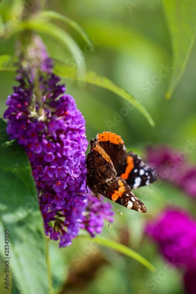 Obraz Butterfly Makro Flower