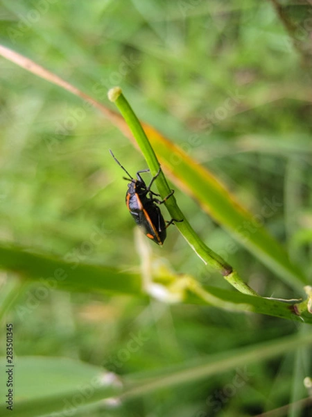 Obraz Beetle on a branch