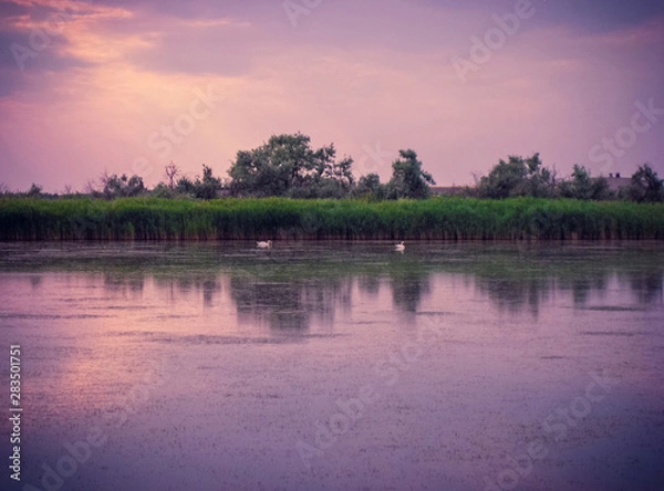 Obraz Swans on the estuary