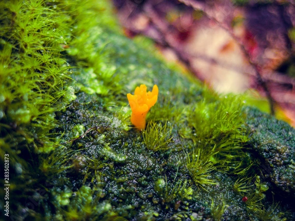 Obraz Calocera viscosa