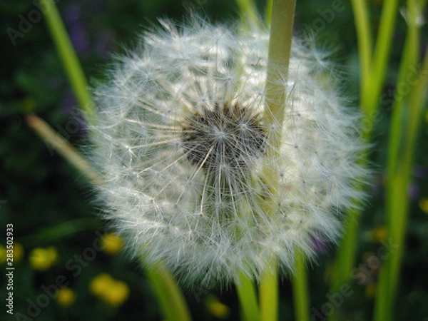 Obraz Dandelion (Taraxacum)