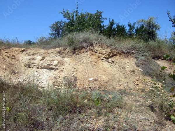Fototapeta tree in desert