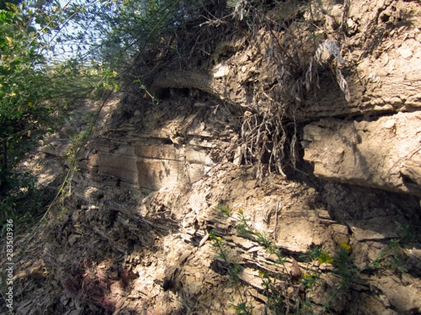 Fototapeta tree in the forest