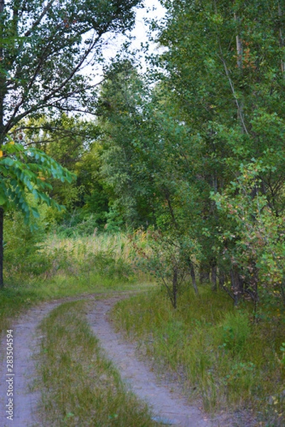 Fototapeta Beautiful natural nature, deciduous forest, forest belt with trees, different plants, wild grass and weeds in the evening.