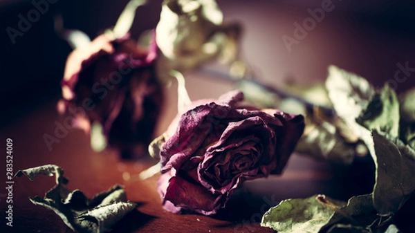 Obraz Dead Rose on Table