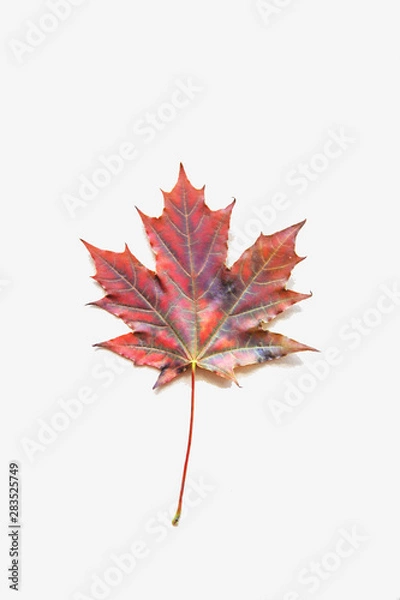 Fototapeta Red maple leaf on beige background. Autumn concept. Fall flat lay
