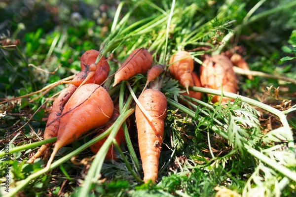 Obraz A bunch of fresh carrots with greens on the ground. Large unwashed carrots on the ground background
