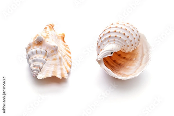 Obraz Sea natural shell, original pattern of marine life.