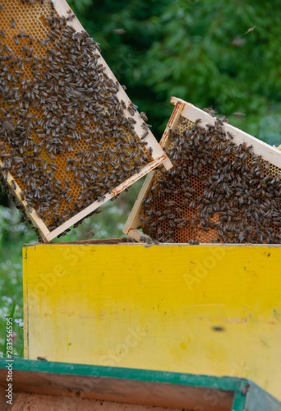 Fototapeta beekeeper with honeycomb