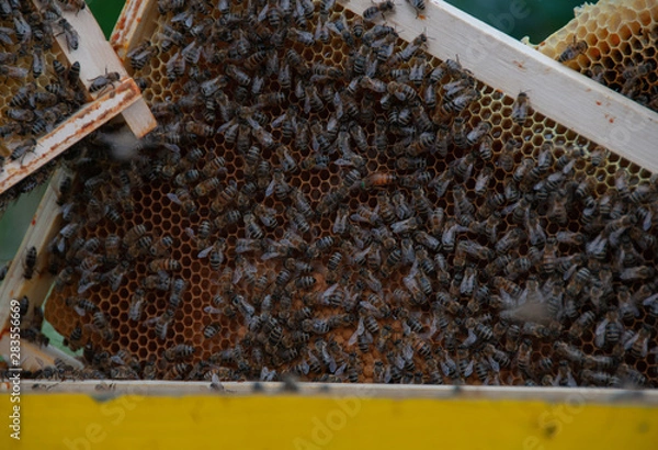 Obraz bees in hive