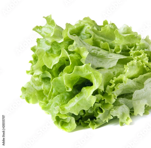 Obraz Lettuce