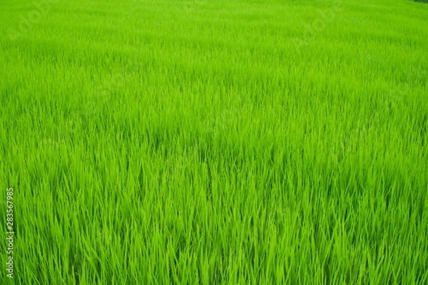 Fototapeta 夏の稲