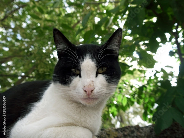 Fototapeta The photo of a cat in nature.
