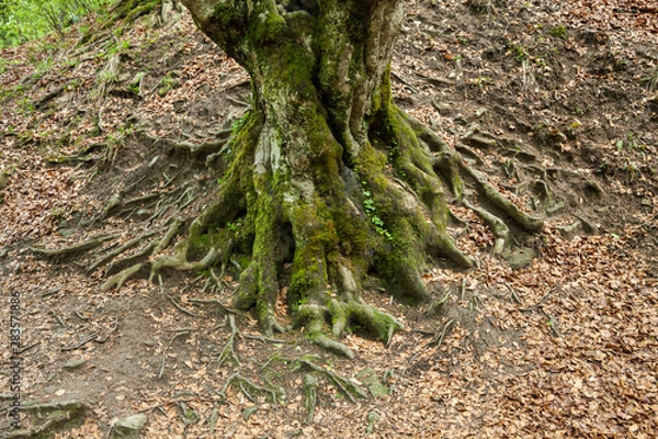 Fototapeta Roots of a tree