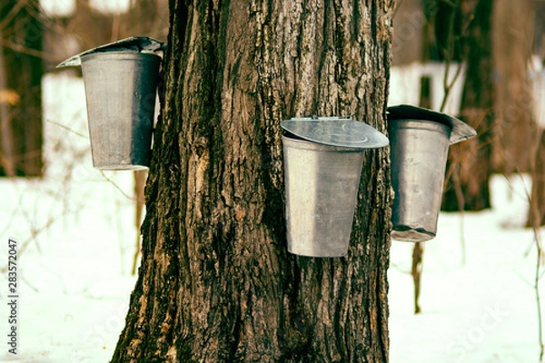 Obraz Maple syrup tap  process