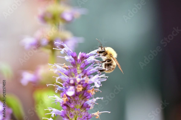 Obraz Ackerhummel Bombus pascuorum Bio öko
