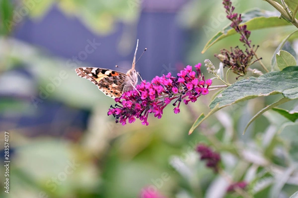 Obraz Distelfalter Vanessa cardui Flieder Schmetterling