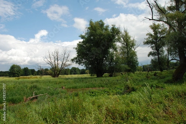 Obraz Uroczysko Trojan