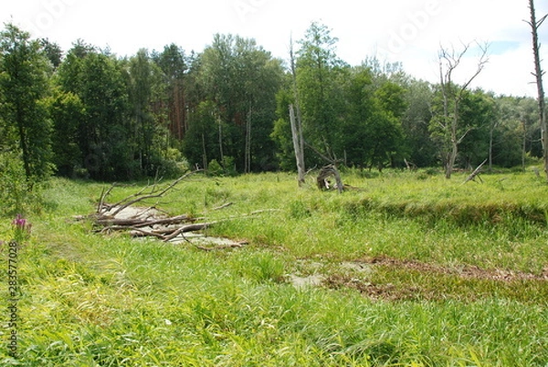 Obraz Uroczysko Trojan