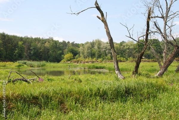 Obraz Uroczysko Trojan