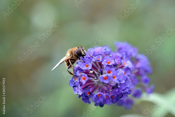 Obraz Gemeine Feldschwebfliege Eupeodes corollae