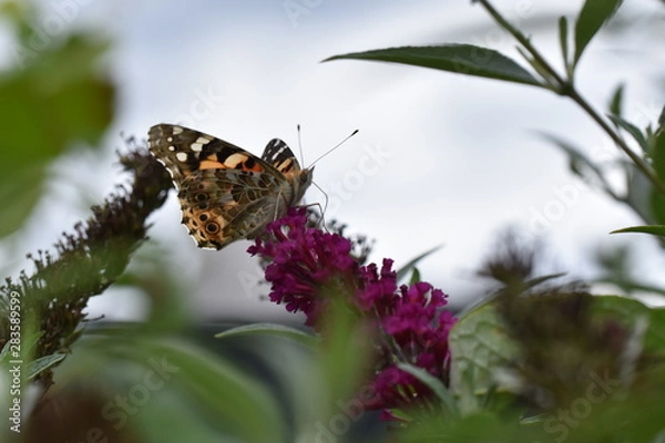 Obraz Distelfalter Vanessa cardui  Schmetterling Blumen Flieder