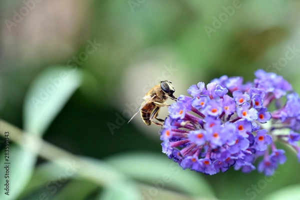 Obraz Gemeine Feldschwebfliege Eupeodes corollae 2.jpg