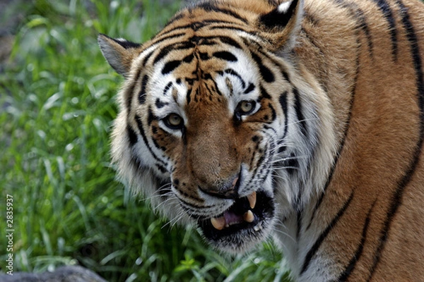 Obraz schlchte laune