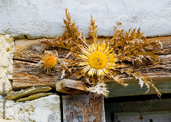 Obraz Famous plant and Basque symbol to place in the entrances of the houses
