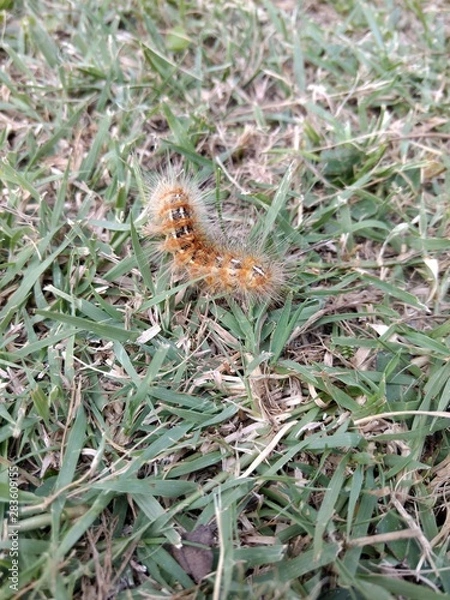 Obraz Flores en primer plano