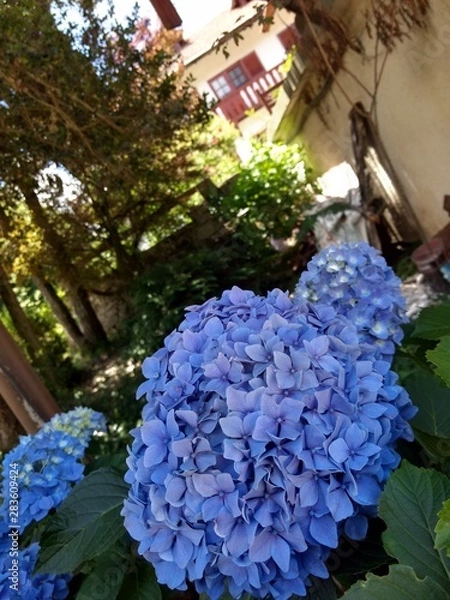 Obraz Flores en primer plano