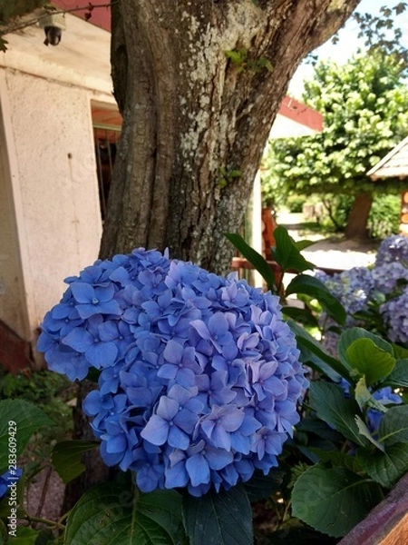Obraz Flores en primer plano