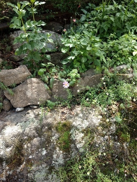 Obraz Flores en primer plano