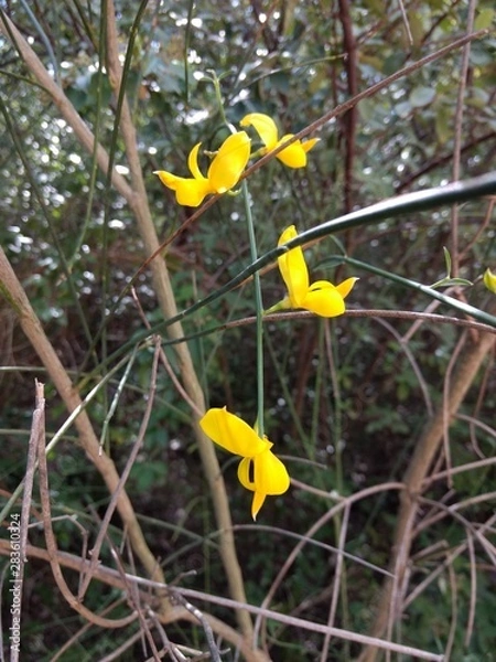 Obraz Flores en primer plano