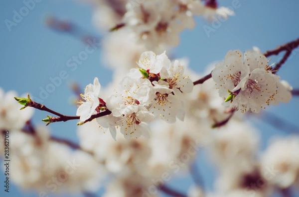 Obraz Apricot tree blossoms