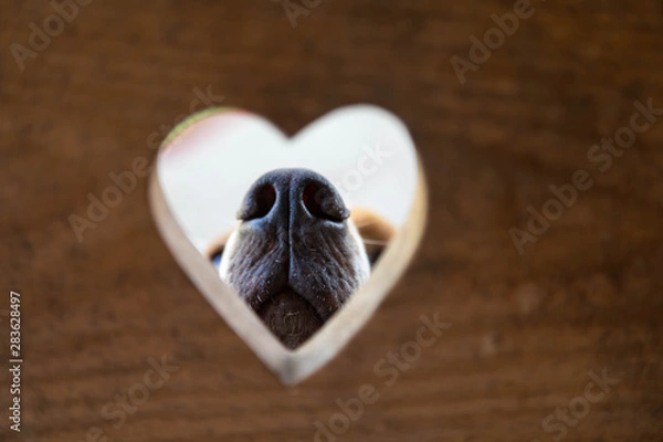 Fototapeta Conceptual portrait. A dog nose through an opening in the form of heart.