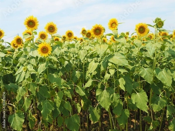 Fototapeta the sunflower garden in Japan