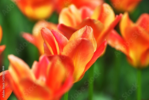 Obraz Red tulip, variety Apricot Emperor. Flower opened in the sun, Close-up. Concept Spring
